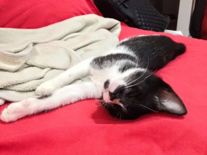 Gato ra a SRD idade 2 a 6 meses nome Lego
