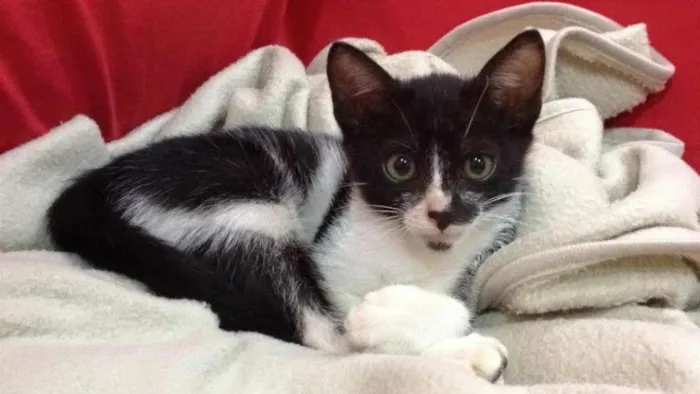 Gato ra a SRD idade 2 a 6 meses nome Lego