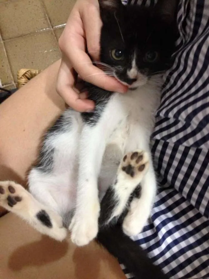 Gato ra a SRD idade 2 a 6 meses nome Lego