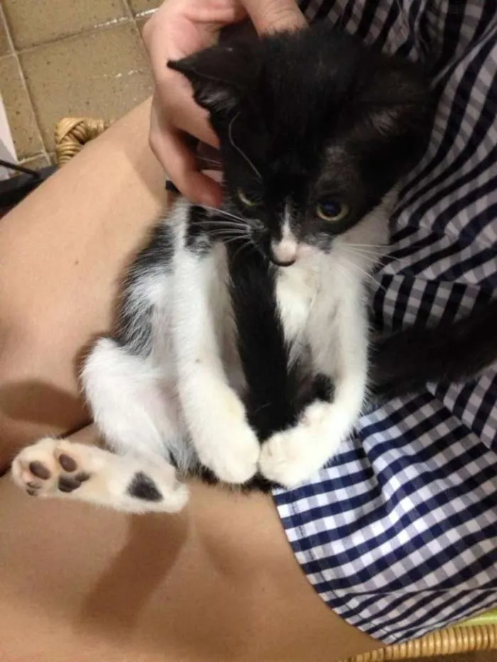 Gato ra a SRD idade 2 a 6 meses nome Lego