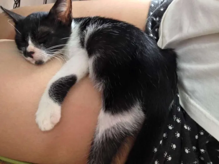 Gato ra a SRD idade 2 a 6 meses nome Lego