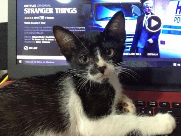 Gato ra a SRD idade 2 a 6 meses nome Lego