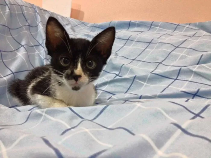 Gato ra a SRD idade 2 a 6 meses nome Lego