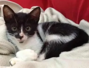 Gato raça SRD idade 2 a 6 meses nome Lego