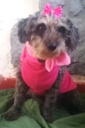 Cachorro raça SRD idade 3 anos nome Chiquinha