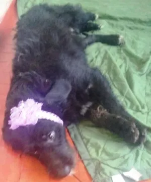 Cachorro raça SRD idade 7 a 11 meses nome Pantera