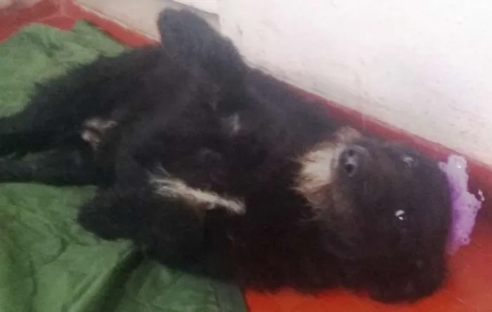 Cachorro ra a SRD idade 7 a 11 meses nome Pantera