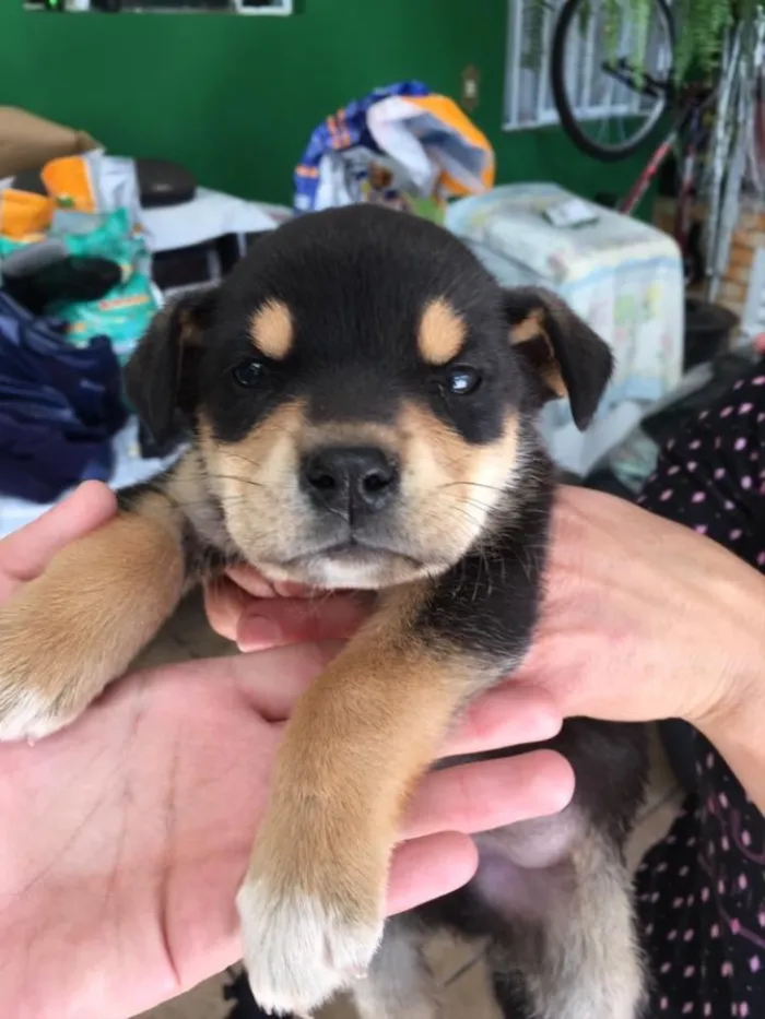 Cachorro ra a Vira-lata  idade Abaixo de 2 meses nome Não tem nome