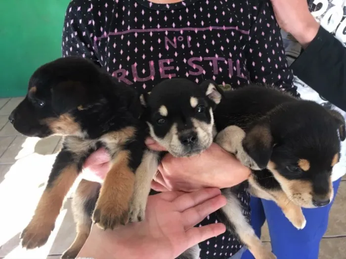 Cachorro ra a Vira-lata  idade Abaixo de 2 meses nome Não tem nome