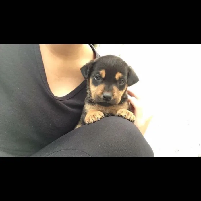 Cachorro ra a Vira-lata  idade Abaixo de 2 meses nome Não tem nome