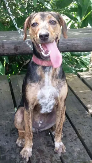 Cachorro raça Capa Preta idade 7 a 11 meses nome Ariel