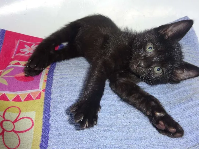 Gato ra a SRD idade Abaixo de 2 meses nome Jon Snow