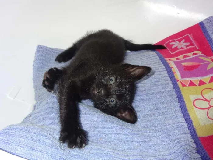 Gato ra a SRD idade Abaixo de 2 meses nome Rabiola