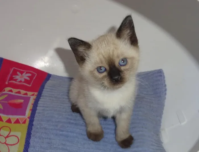 Gato ra a SRD idade Abaixo de 2 meses nome Saori