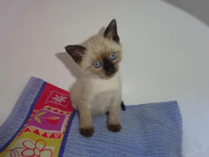 Gato ra a SRD idade Abaixo de 2 meses nome Sansa