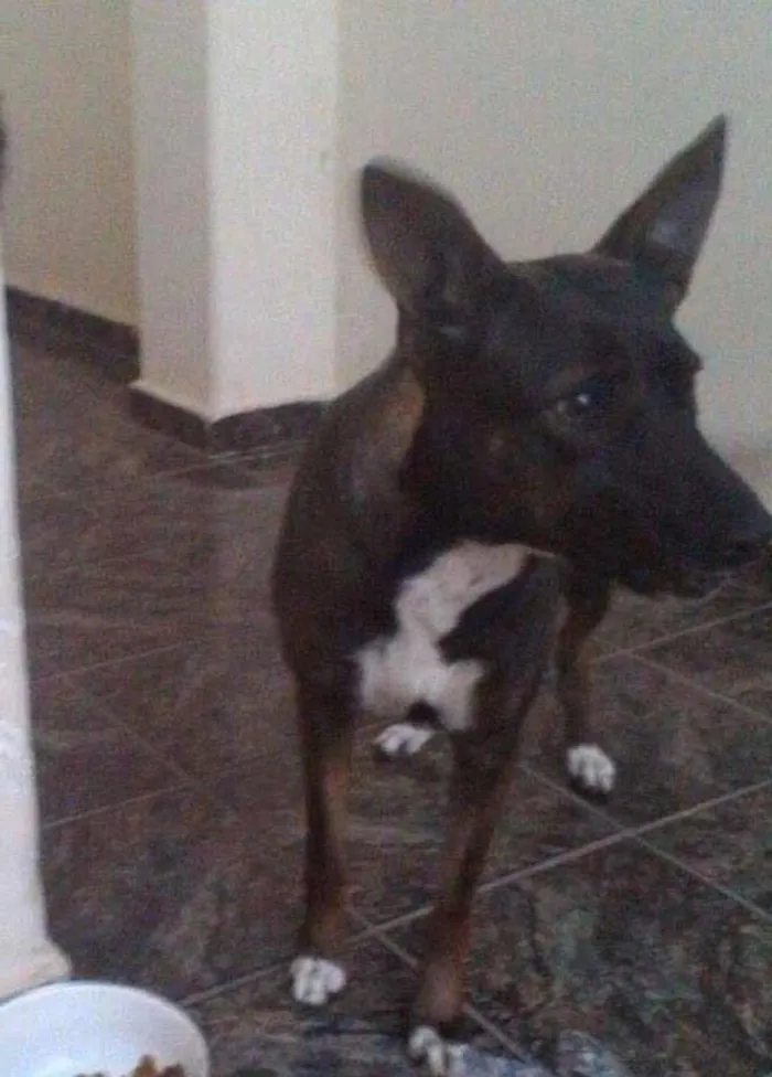 Cachorro ra a Vira-lata idade 1 ano nome Pretinha