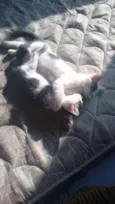 Lulu e lili
