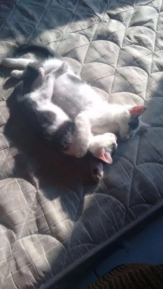 Gato ra a Não sei idade 2 a 6 meses nome Lulu e lili