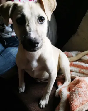 Cachorro raça Sem raça definida idade  nome Não tem