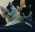Lulu e lili