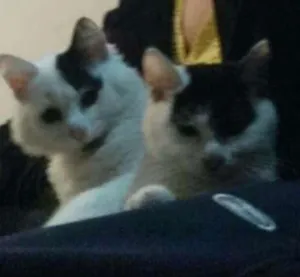 Gato raça Não sei idade 2 a 6 meses nome Lulu e lili