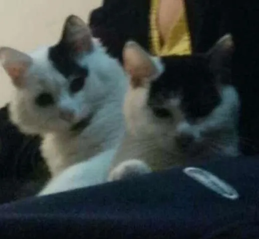 Gato ra a Não sei idade 2 a 6 meses nome Lulu e lili