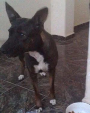 Cachorro raça Vira-lata idade 1 ano nome Pretinha