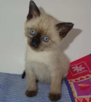 Gato raça SRD idade Abaixo de 2 meses nome Sansa