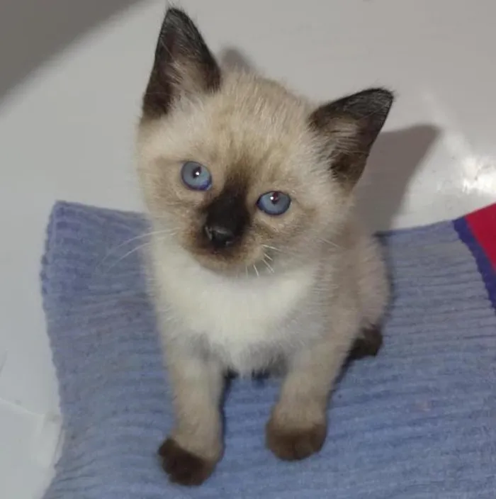 Gato ra a SRD idade Abaixo de 2 meses nome Saori