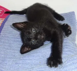 Gato raça SRD idade Abaixo de 2 meses nome Rabiola