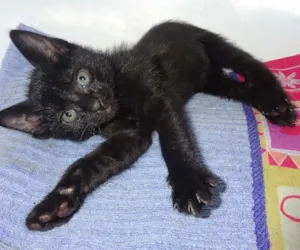 Gato raça SRD idade Abaixo de 2 meses nome Jon Snow