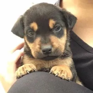 Cachorro raça Vira-lata  idade Abaixo de 2 meses nome Não tem nome
