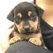 Cachorro raça Vira-lata  idade Abaixo de 2 meses nome Não tem nome