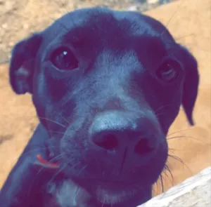 Cachorro raça SRD idade 1 ano nome Pretinha