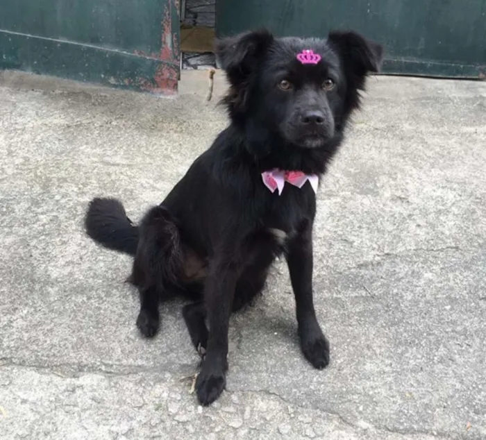 Cachorro ra a Mistura de Vira-Lata com Chow Chow idade 1 ano nome Neguinha