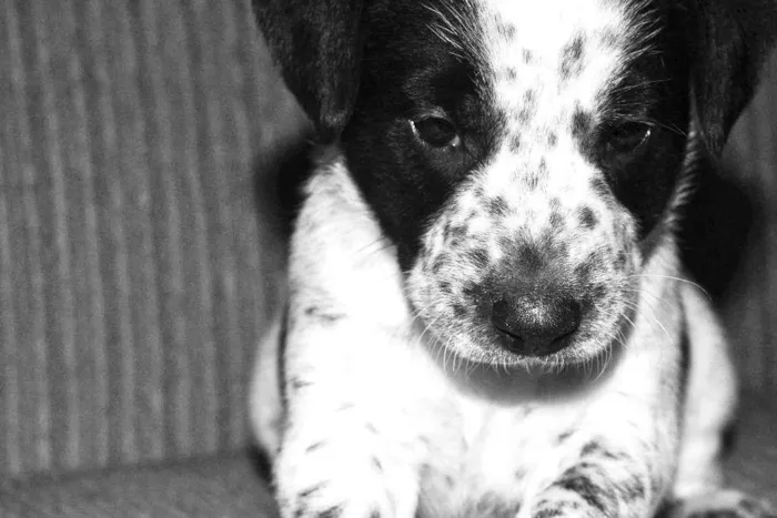 Cachorro ra a SRD idade 2 a 6 meses nome Golias