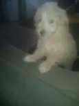 poodle