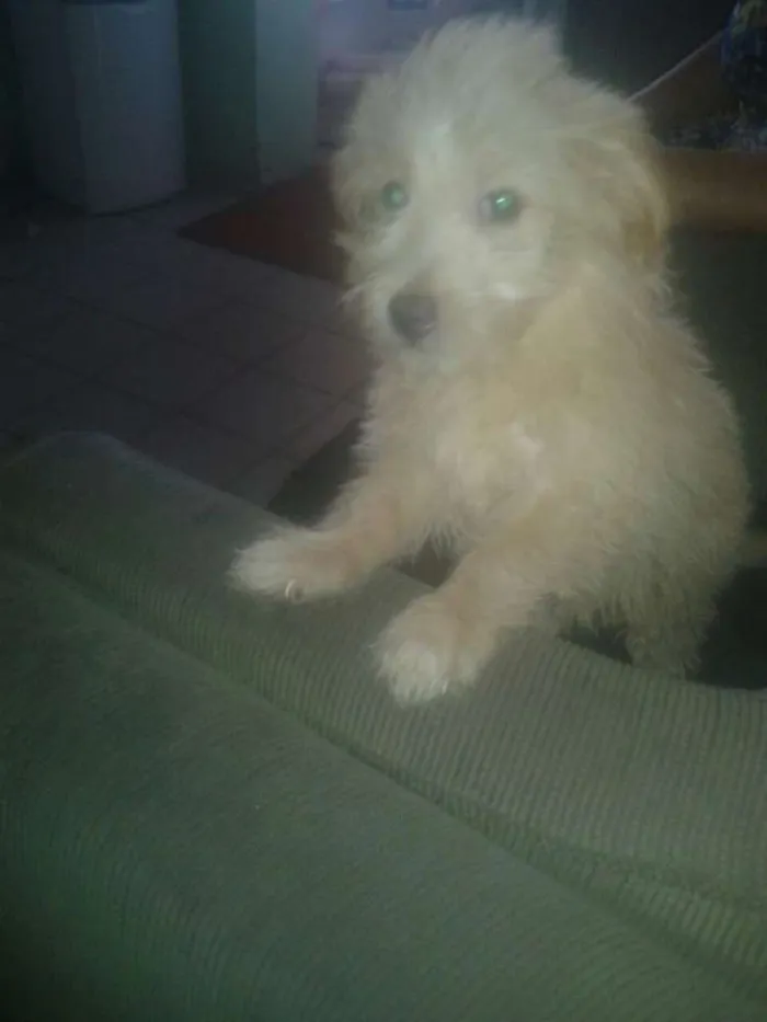 Cachorro ra a mistiço idade 7 a 11 meses nome poodle