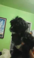 poodle