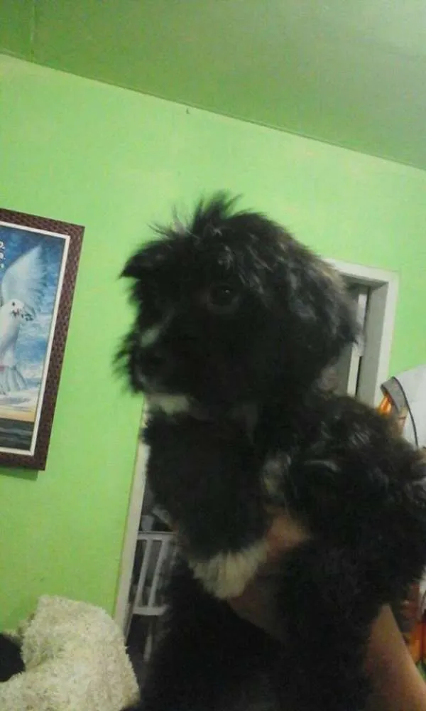 Cachorro ra a mistiço idade 7 a 11 meses nome poodle
