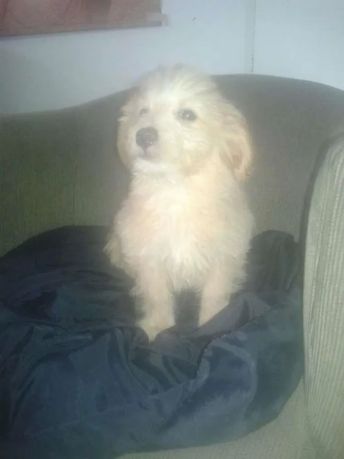 Cachorro ra a mistiço idade 7 a 11 meses nome poodle