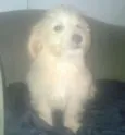 poodle