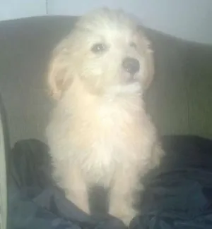 Cachorro raça mistiço idade 7 a 11 meses nome poodle