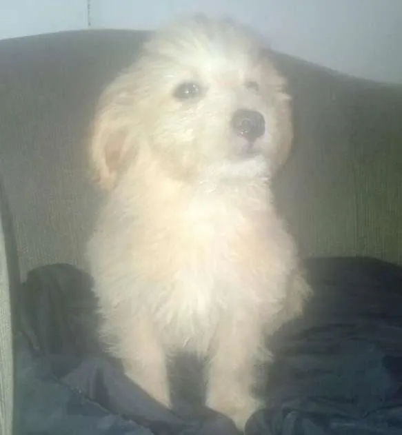 Cachorro ra a mistiço idade 7 a 11 meses nome poodle