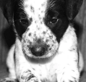 Cachorro raça SRD idade 2 a 6 meses nome Golias