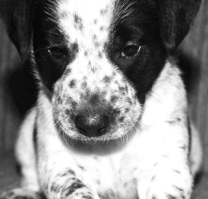 Cachorro ra a SRD idade 2 a 6 meses nome Golias