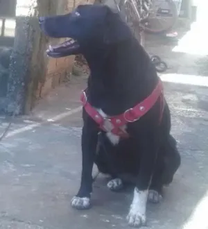 Cachorro raça Labrador idade 5 anos nome Negona