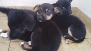 Cachorro raça Viralata idade Abaixo de 2 meses nome LadyDy