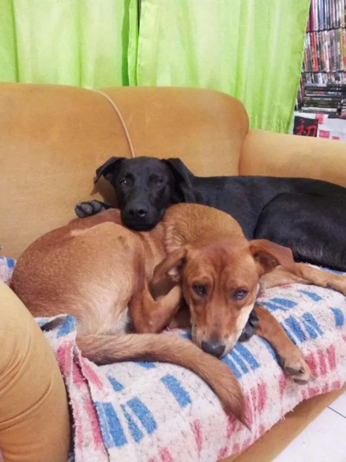 Cachorro ra a SRD idade 1 ano nome Café e Cacau