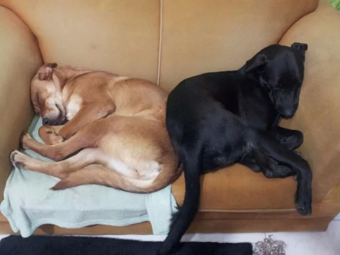 Cachorro ra a SRD idade 1 ano nome Café e Cacau